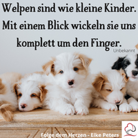 Tierkommunikation - Tierpsychologie - Elke Peters