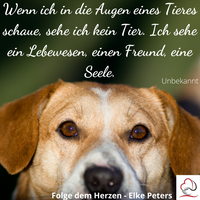 Tierkommunikation - Tierpsychologie - Elke Peters - Tiercoaching