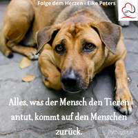 Tierkommunikation - Tierpsychologie - Elke Peters